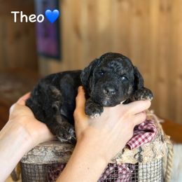 Theo - Black phantom male Aussiedoodle puppy in Lancaster, Minnesota from Finney Ranch