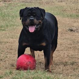 Hulk - Rottweiler