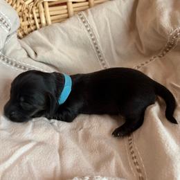 Flint - Black and tan male Dachshund puppy in Mountain Home, Arkansas from The Teacup Homestead Miniature Dachshunds