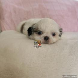 Opal - Sable and white female Shih Tzu puppy in Walkertown, North Carolina from Lil’ Bit’s Shih Tzu