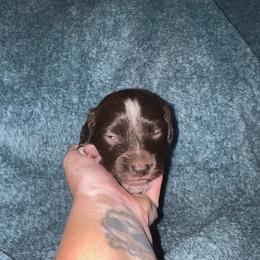 Annie - Piebald female Dachshund puppy in La Junta, Colorado from Royal King’s Mini Dachshunds