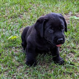 Labrador Retriever Puppies from Labradors Forever