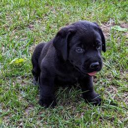 Labrador Retriever Puppies from Labradors Forever