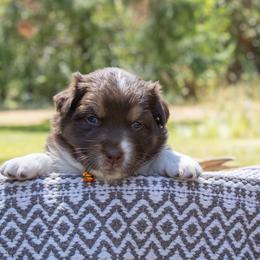 Australian Shepherd puppies from Little Elder Creek Australian Shepherds