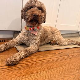 Lagotto Romagnolo puppies from Almar Lagotto
