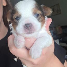 Jasper - Parti male Yorkshire Terrier puppy in Lakeland, Florida from You Me & The Yorkies