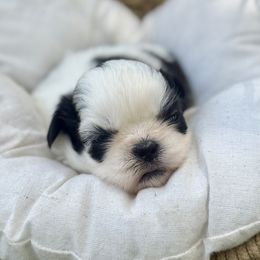 Mr. Blue - Blue and white male Shih Tzu puppy in Waco, Texas from Shih Tzus To Love