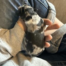 Baller - Blue merle male Border Collie puppy in North Lakeport, California from Wild Rose Ranch