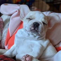 Boxers, Bulldogs, and French Bulldogs from Springwood Farm