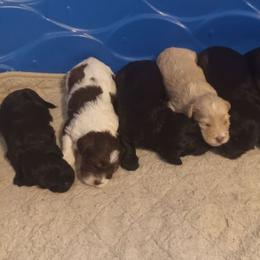 Australian Labradoodle Puppies from Golden Xpress Labradoodles