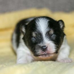 Valentino - Black and tan parti male Pomeranian puppy in Bremen, Indiana from AMS Pomeranians and Pomskies in Indiana