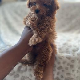 Girl 3 - Red  female Poodle puppy in Kissimmee, Florida from Unique Poodles