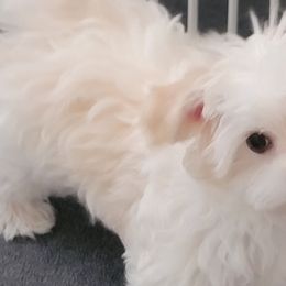 Morkies and Yorkshire Terriers from Maranatha Yorkies