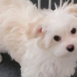 Morkies and Yorkshire Terriers from Maranatha Yorkies