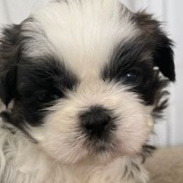 Golden Retrievers from Barrington's Golden Retrievers