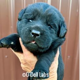 Bow - Black male Labrador Retriever puppy in Sullivan, Missouri from O’Dell Labs