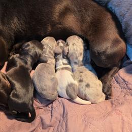 Blue dapple - Dapple male Dachshund puppy in West Plains, Missouri from Spring Creek Dachshunds