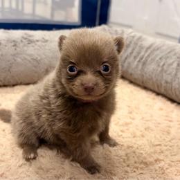 Frida - Lavender female Pomeranian puppy in Brooklyn, New York from Pomeranians