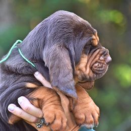 American Bully and Bloodhound Puppies from Blue Collar Kennelz Bloodhounds and American Bullies
