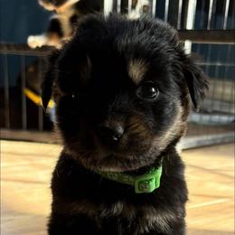 Eeyore - Black tri-color male Australian Shepherd puppy in Lubbock, Texas from REKN’ Kennel Aussies