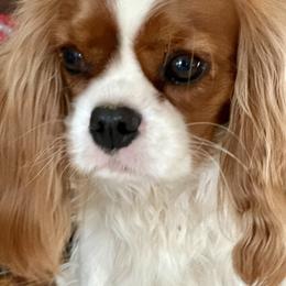Daisy - Cavalier King Charles Spaniel