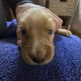 Girl 2 - Red female Dachshund puppy in Jackson's Gap, Alabama from Lake Martin Doxies