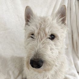 Scotch - Scottish Terrier