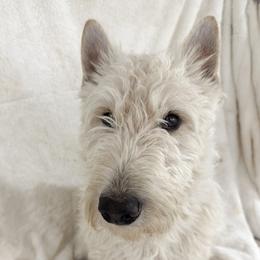 Scotch - Scottish Terrier