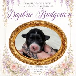 Daphne - Black and white female American Corgi puppy in Greenwood, Indiana from Witch Creek Corgis