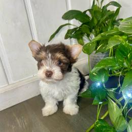 Eminie - Chocolate tan and white female Biewer Terrier puppy in Winston Salem, North Carolina from LaythStone