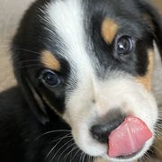 Bongo - Black, white and red Greater Swiss Mountain Dog puppy in Northville, Michigan from Great Lakes Swissies