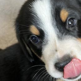 Bongo - Black, white and red Greater Swiss Mountain Dog puppy in Northville, Michigan from Great Lakes Swissies