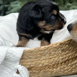Australian Mountain Doodles and Australian Shepherds from Burkhart Family Puppies