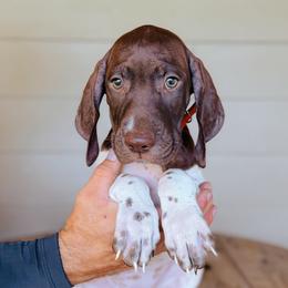 Girl 2 - Red - White and liver female German Shorthaired Pointer puppy in Lake City, Fl, Florida from Spradley Springers & GSP's
