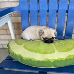 Pug Puppies from Briggs Family Pugs