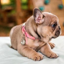 French Bulldog Puppies from Kring French Bulldogs