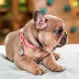 French Bulldog Puppies from Kring French Bulldogs