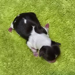 Star - Black and white female Chihuahua puppy in Amity, Pennsylvania from Baxters Chihuahuas