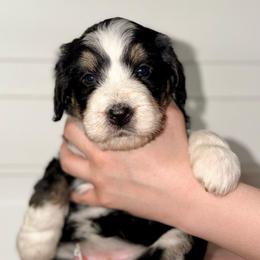 Violet - Tri-color female Bernedoodle puppy in Beecher, Illinois from Erica’s Doodles