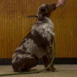 Major - Miniature Australian Shepherd