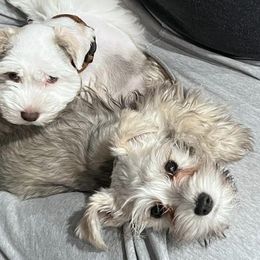 Miniature Schnauzers from Love Me Schanuzers