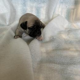 Boy 2 - Fawn male Pug puppy in Brooksville, Florida from Windsorsprings