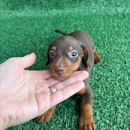 Casper - Chocolate and tan male Dachshund puppy in Hawley, Texas from Little e Dachshunds