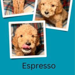 Espresso - Apricot male Goldendoodle puppy in Bluefield, Virginia from Love on a Leash