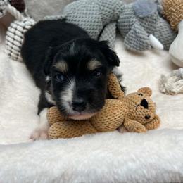 Harbor - Black tri-color female Australian Shepherd puppy in Springfield, Oregon from Shelter Cove Aussies
