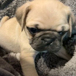 Pugs from Sweet Warner Pugs