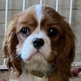 Penelope - Blenheim female Cavalier King Charles Spaniel puppy in Brevard, North Carolina from Claymoore Cavaliers