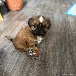 Abby - Gold and white female Shih Tzu puppy in Walkertown, North Carolina from Lil’ Bit’s Shih Tzu