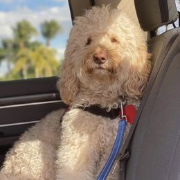Axle - Goldendoodle