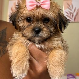Girl 2 - Black gold and white female Shorkie puppy in Florida from Shih tzus and Shorkies Galore